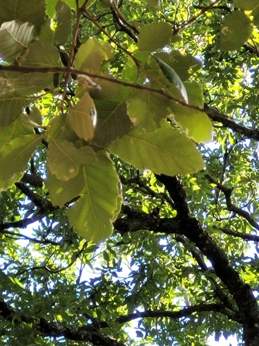 Mirbeck's oak