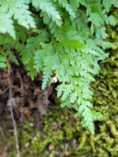 western black spleenwort