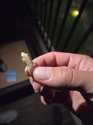 Lepidodactylus lugubris observed 2026-07-01