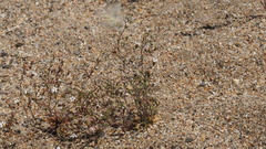 Nemacladus breviflorus