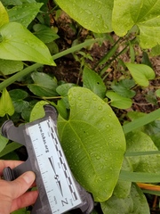Echinodorus cordifolius