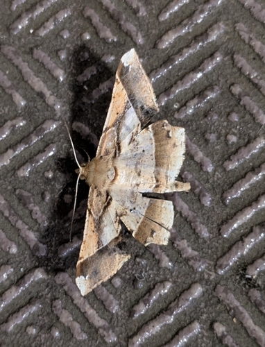 Krananda latimarginaria