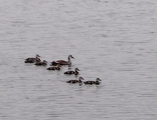 Eastern Spot-billed Duck