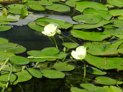 Hydrocleys nymphoides