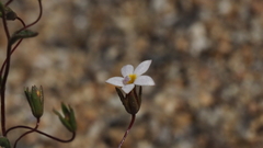 Nemacladus breviflorus