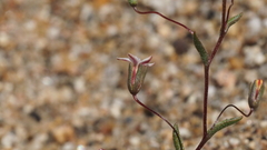 Nemacladus breviflorus