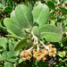 Arctostaphylos confertiflora - Photo (c) Stan Shebs, algunos derechos reservados (CC BY-SA)