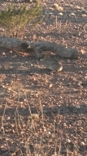 Rabbits, Hares, and Pikas