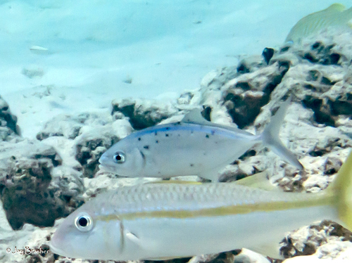 Bar jack (Caranx ruber) — Carangidae — 5