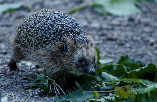 Common Hedgehog
