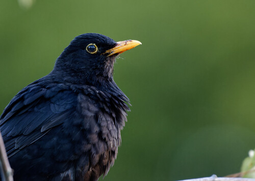 Eurasian Blackbird