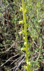 Platanthera cooperi