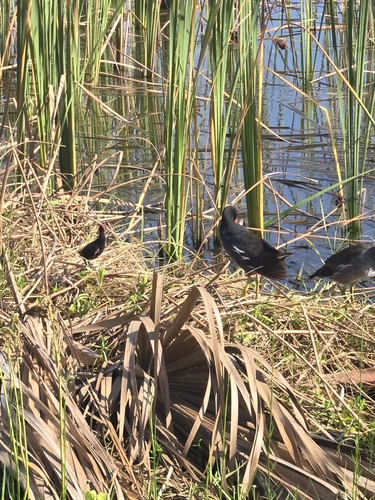 Common Gallinule