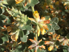 Acmispon argophyllus argophyllus