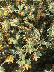 Acmispon argophyllus argophyllus