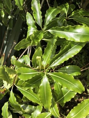 Pittosporum eugenioides