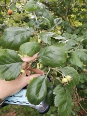 Crataegus texana