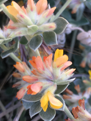 Acmispon argophyllus argophyllus