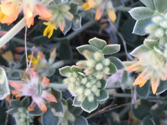 Acmispon argophyllus argophyllus