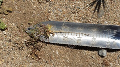 Nemacladus breviflorus