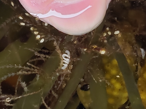 Crowned Seaslug