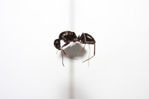 Camponotus universitatisCamponotus universitatis