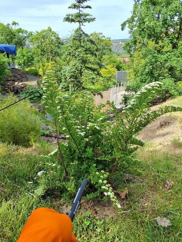 Spiraea nipponica iNat (1)