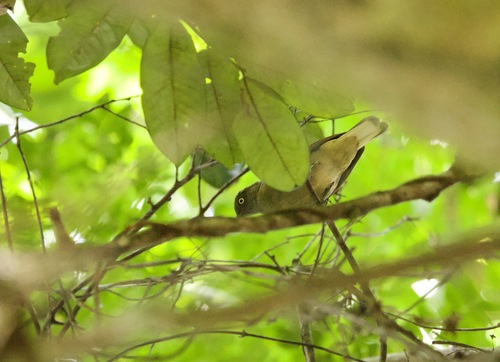 iNaturalist image