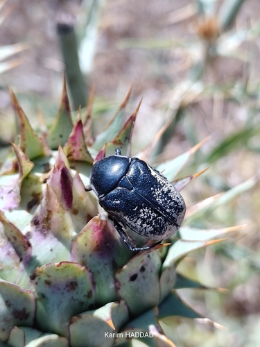 Aethiessa floralis
