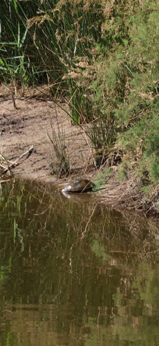 Mediterranean Turtle