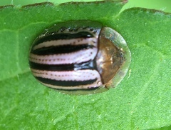 Agroiconota bivittata