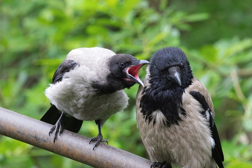 Corneja cenicienta (Corvus cornix)