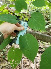 Tilia americana caroliniana