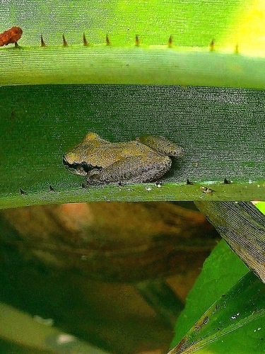 Pocao Snouted Treefrog, Scinax pachycrus