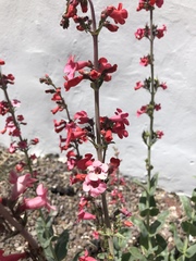 Penstemon wrightii