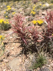 Castilleja sessiliflora