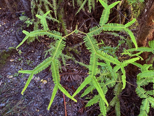Sticherus owhyhensis observed 2026-06-29
