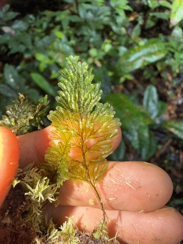 Hymenophyllum imbricatum observed 2026-06-16