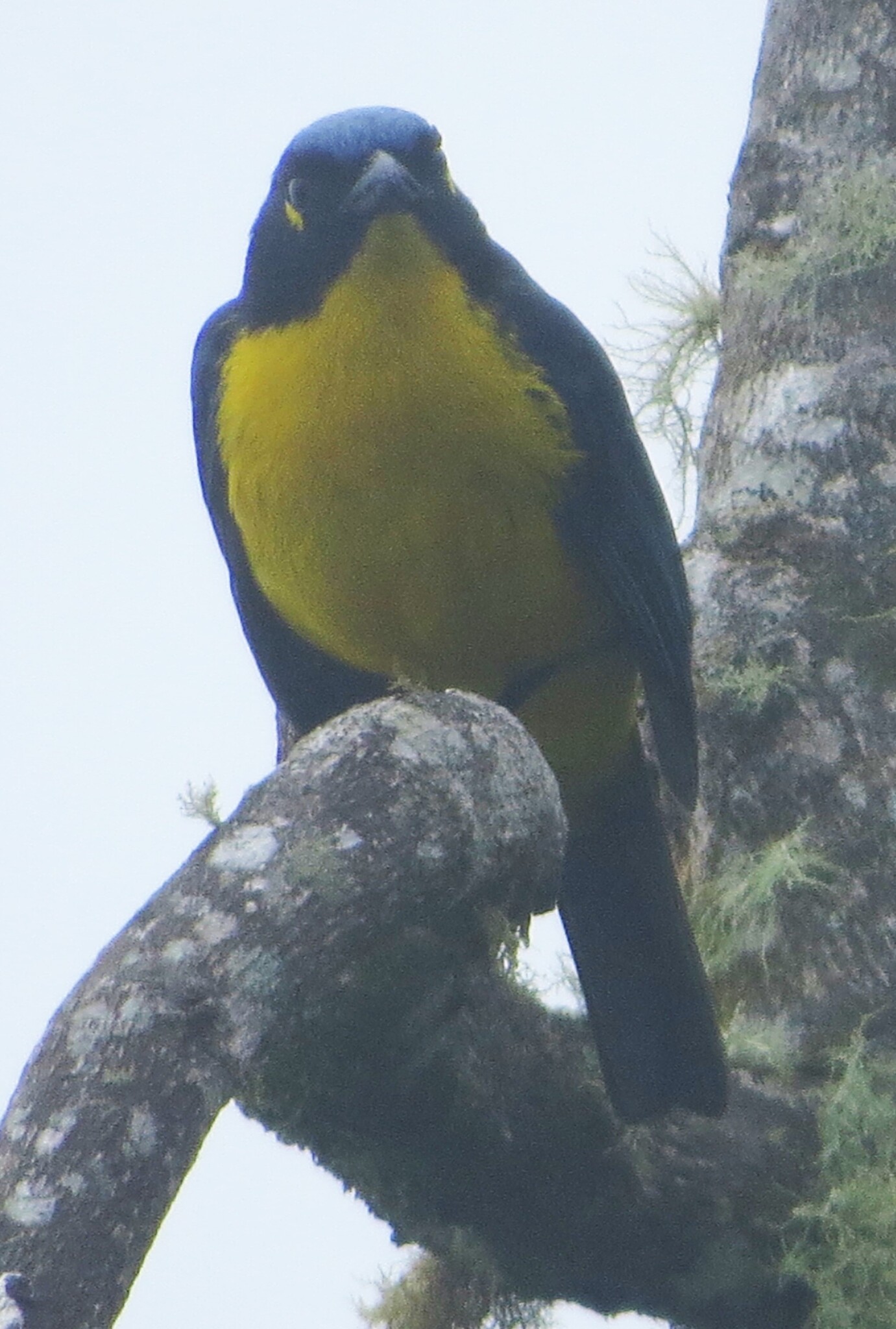 Santa Marta Mountain Tanager (Anisognathus melanogenys), photo 2
