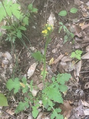 Youngia thunbergiana