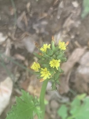 Youngia thunbergiana