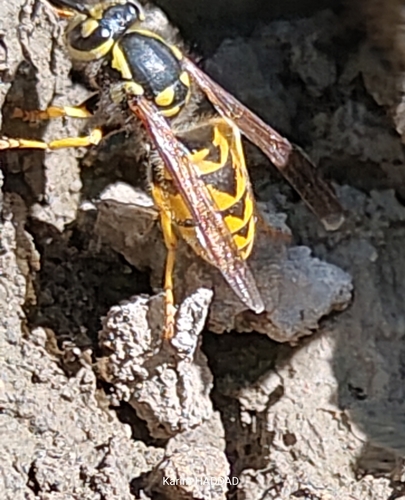 German Yellowjacket