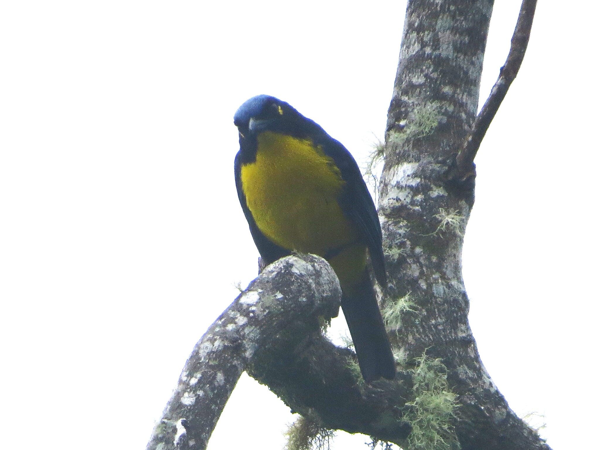 Santa Marta Mountain Tanager (Anisognathus melanogenys), photo 3
