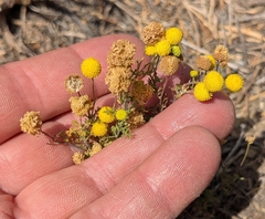 Oncosiphon pilulifer, photograph author not stated, no rights reserved