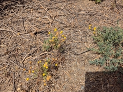 Oncosiphon pilulifer, photograph author not stated, no rights reserved