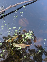 Callitriche longipedunculata