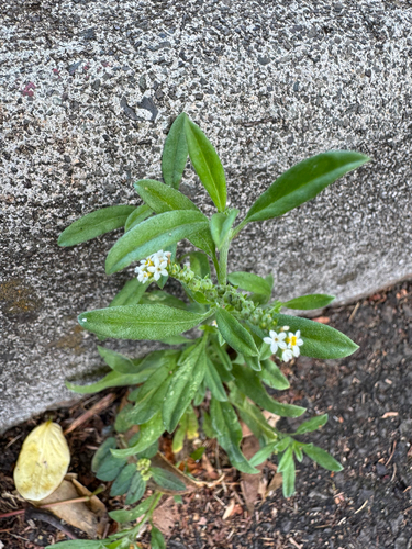 Euploca procumbens observed 2026-07-01