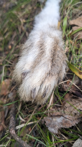 Mountain Hare
