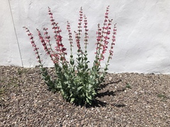 Penstemon wrightii