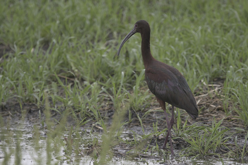 White-faced Ibis